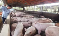 Thái Bình xây dựng vùng chăn nuôi an toàn dịch bệnh, hướng tới xuất khẩu