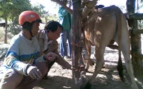 Hà Tĩnh tập trung khống chế dịch lở mồm long móng