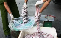Bắt 500kg lòng lợn, da lợn thối