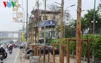 Hà Nội thừa nhận nóng vội trong việc chặt hạ cây xanh