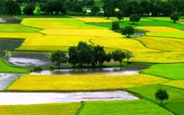 Bổ sung hơn 321 tỷ đồng ngân sách cho lĩnh vực nông nghiệp của 18 tỉnh​