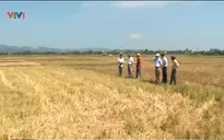 3.000 ha lúa vụ Hè Thu tại Quảng Trị có nguy cơ bỏ hoang