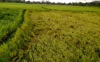 Hàng trăm ha lúa bị thiệt hại do mưa dông