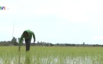 Kiên Giang: Hàng nghìn ha lúa và hoa màu bị nhiễm mặn