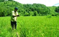 Quảng Nam: Phát triển lúa nước đảm bảo an ninh lương thực vùng cao