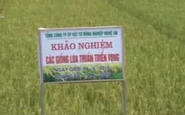 Chuyển giao giống lúa chất lượng cho miền Trung