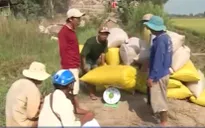 Giá lúa tăng do ký được nhiều hợp đồng xuất khẩu