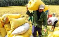 Vì sao nông dân ĐBSCL không muốn nhận tiền hỗ trợ đất lúa?