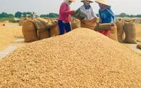 Giá lúa tăng sau thông tin mua tạm trữ
