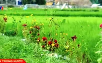 Sáng kiến mới giảm chi phí sản xuất của nông dân Đà Nẵng