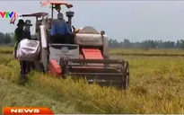 ĐBSCL: Giá lúa Đông Xuân tiếp tục giảm
