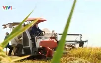 ĐBSCL: Giá lúa Đông Xuân tăng mạnh