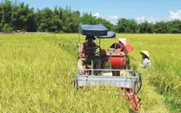 Giá gạo toàn cầu sẽ tăng mạnh vì El Nino