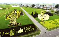 Những cánh đồng lúa đầy nghệ thuật ở Nhật Bản