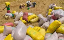 Đẩy nhanh tiến độ thu mua lúa gạo ở ĐBSCL