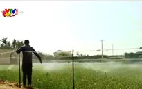 Tết đầu tiên có điện ở "Vương quốc tỏi" Lý Sơn