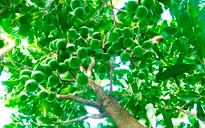 Người trồng mắc ca lo ngại thị trường tiêu thụ