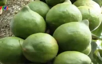 Phát triển cây mắc ca ở Việt Nam: Không thể nóng vội