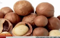 Mắc ca sẽ trở thành cây công nghiệp chiến lược mới