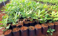 Hầu hết giống mắc ca tại Đăk Nông không rõ nguồn gốc