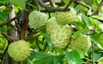 Tây Ninh: Người dân lỗ nặng vì quả na rớt giá thê thảm