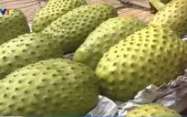 Trồng mãng cầu xiêm mang lại thu hoạch cao