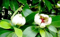 Cây Vàng tâm - Loại cây sắp được trồng ở con đường đẹp nhất Việt Nam