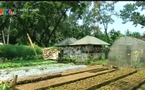 Philippines: Nông trại rau xanh giữa đô thị