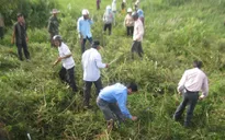 TT-Huế đẩy mạnh các biện pháp diệt trừ cây mai dương