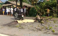 Hà Tĩnh: Cây đổ trên tỉnh lộ, 1 người tử vong
