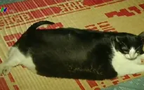 Việt Nam có chú mèo nặng nhất thế giới