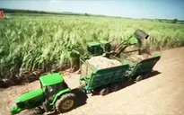 Ngành mía đường tại Brazil lao đao