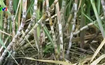 Thua lỗ kéo dài, nông dân chuyển đổi phần lớn diện tích trồng mía