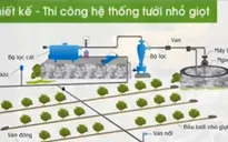Tham khảo công nghệ sản xuất mía của Israel