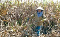 Phú Yên: Mía chết hàng loạt không rõ nguyên nhân