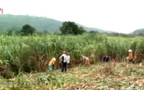 Bộ NN&PTNT bàn giải pháp tạm thời cho ngành mía đường