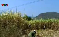 Mía khô cháy do nắng hạn ở Phú Yên