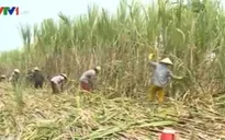 Tái cơ cấu - Yếu tố sống còn của ngành mía đường khi tham gia TPP