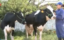 “Hoa hậu bò sữa” 2015 phải đáp ứng nhiều tiêu chí