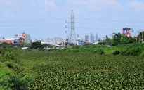 Hơn 200km kênh rạch bị ảnh hưởng vì lục bình