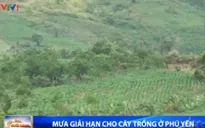 Mưa giải hạn cho cây trồng ở Phú Yên