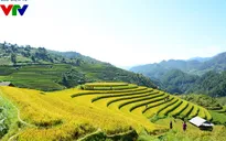 Mù Cang Chải đẹp quyến rũ những ngày mùa đầu thu
