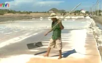 Muối miền Trung bị rớt giá thê thảm