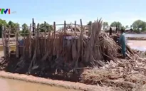 Diêm dân Bến Tre khốn đốn vì muối ế đầy đồng