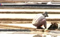 Diêm dân lao đao vì giá muối giảm mạnh