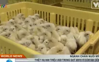 Nông dân Mỹ thiệt hại nặng nề trong quý I vì dịch cúm gia cầm
