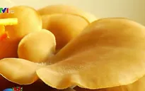 Phát minh "độc nhất vô nhị" để trồng nấm