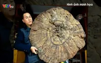 Cây nấm khổng lồ 1.000 tuổi