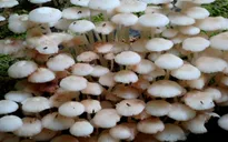 Hòa Bình: Cả gia đình ngộ độc do ăn nấm rừng