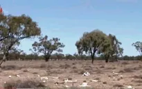 Kinh tế toàn cầu thiệt hại hàng tỉ USD mỗi năm vì nắng nóng